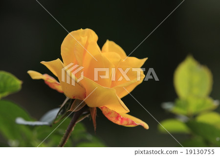 Gold marie Gold marie 19130755