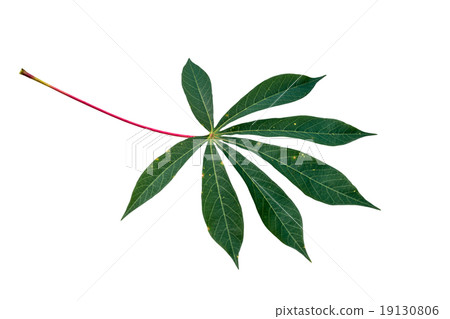Cassava leaf background 19130806
