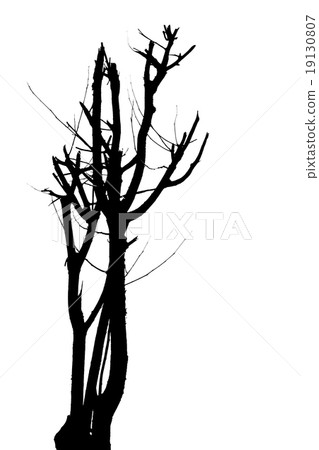 a tree silhouette a tree silhouette 19130807