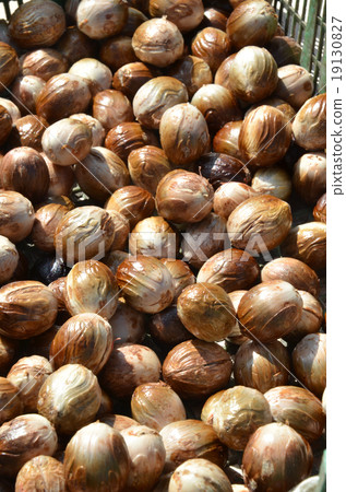Seeds of Nutmeg 19130827