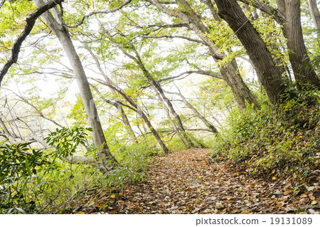 Climbing trail of late autumn Climbing trail of late autumn 19131089
