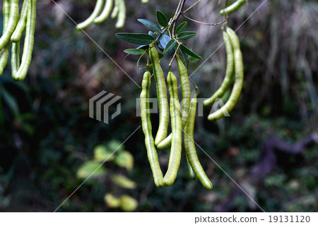 Hana番瀉葉豆科植物 Hana番瀉葉豆科植物 19131120