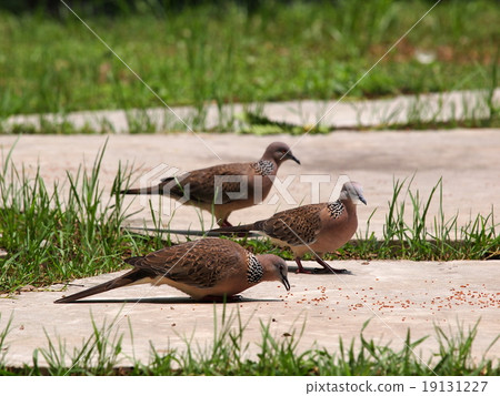 wild zebra doves walking on park floor outdoor 19131227