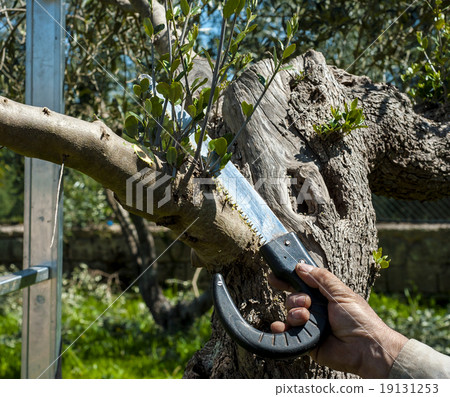 Pruning olive tree of apulia. Pruning olive tree of apulia. 19131253