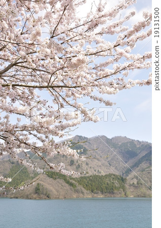Cherry blossoms bloom full bloom Miyagase lakeside 19131500