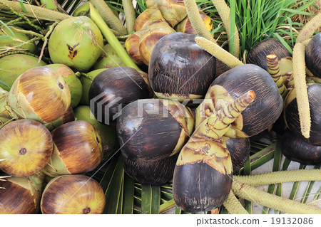 Asian Palmyra palm or Toddy palm 19132086