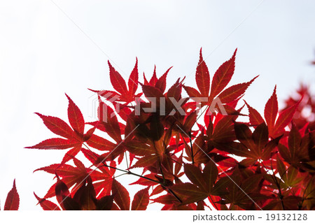 Pink leaves of the Japanese maple (Acer palmatum) Pink leaves of the Japanese maple (Acer palmatum) 19132128