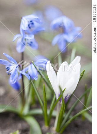 White crocus and blue Scilla flowers 19132138