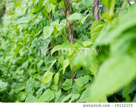 Growing the beans (Phaseolus vulgaris) Growing the beans (Phaseolus vulgaris) 19132153