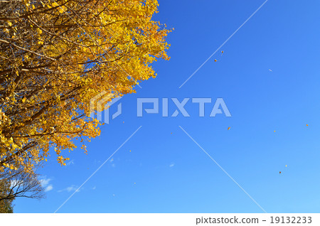 Yellow leaves of ginkgo biloba Yellow leaves of ginkgo biloba 19132233