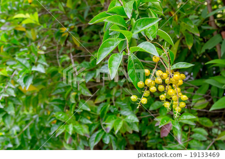 duranta, Sky flower, Golden dew drop 19133469