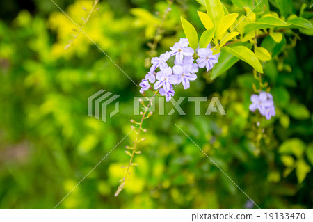 duranta, Sky flower, Golden dew drop 19133470