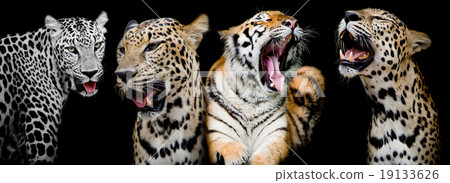 Collection of portraits of Tigers and Leopard. 19133626