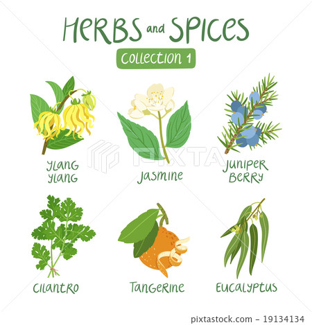Herbs and spices collection 1 19134134