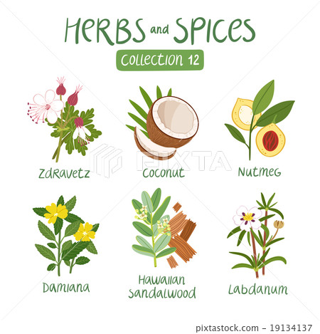 Herbs and spices collection 12 19134137