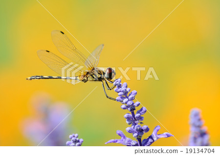 Single dragonfly holding lavenders in garden Single dragonfly holding lavenders in garden 19134704