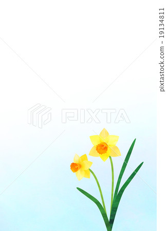 水仙冷同情 水仙冷同情 19134811