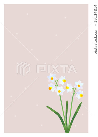 Narcissus cold sympathize 19134814