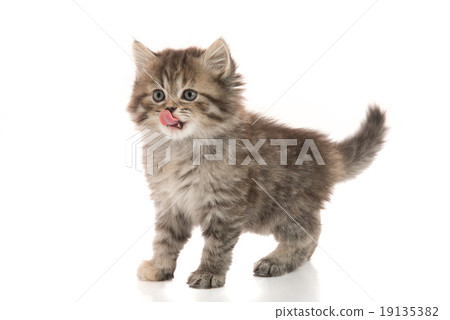 Cute kitten licking lips up on white background Cute kitten licking lips up on white background 19135382