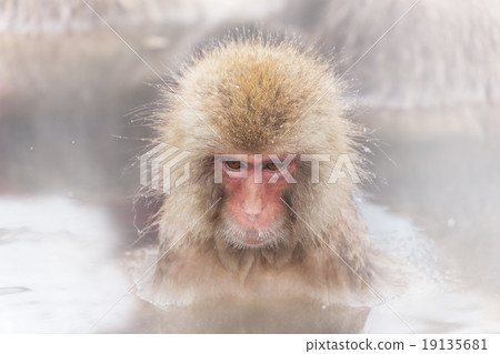 I will enter the bath Oasu patience monkey in a hot bath 19135681