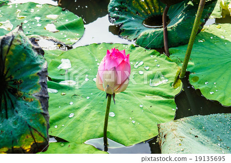 close up pink color fresh lotus blossom 19135695