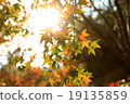 Maple 19135859