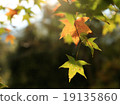 Maple 19135860