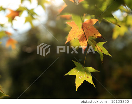 Maple 19135860