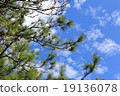Tree 19136078