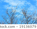 Tree 19136079