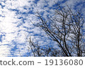 Tree 19136080