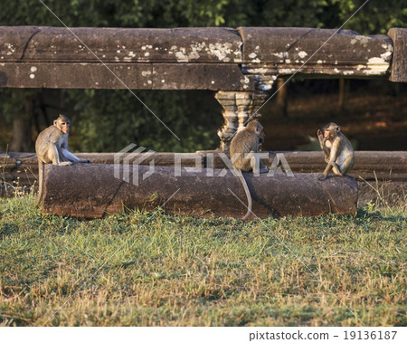 Three monkeys portrait  19136187
