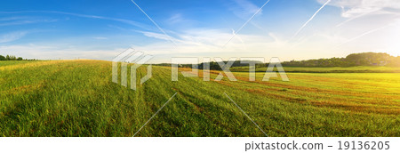 Panoramic summer landscape 19136205
