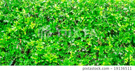 Green Fence Bush texture background Green Fence Bush texture background 19136511