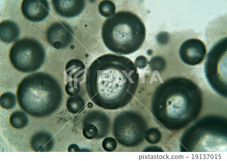 View through microscope slide on water bubbles View through microscope slide on water bubbles 19137015
