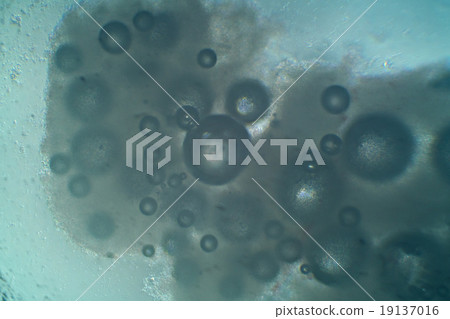 Microscopic view of dried yeast dissolved in water Microscopic view of dried yeast dissolved in water 19137016