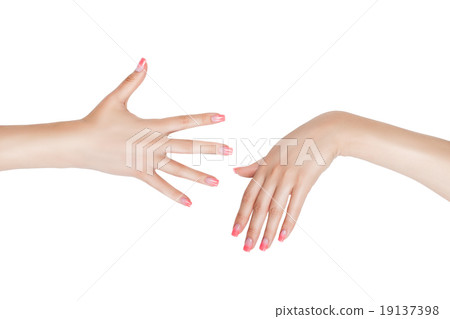 The right and left female hand. The right and left female hand. 19137398