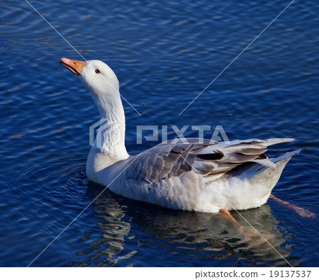 Image with the Snow goose drinking water 19137537