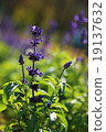 薰衣草 19137632