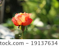 花朵 19137634