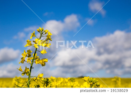 Canola field in summer with yellow flowers and blue sky 19138029