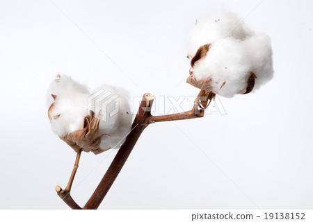 Beautiful Cotton plant buds over white background 19138152