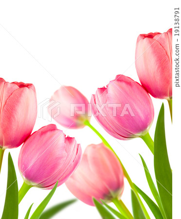 Beautiful Spring Tulips  for holiday, isolated 19138791