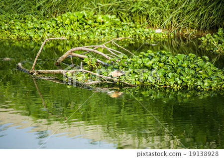 Birds eat the fish in the water 19138928