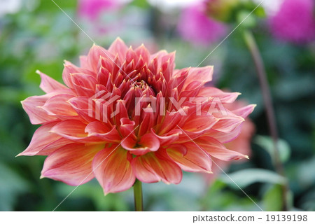 按鍵 按鍵 19139198