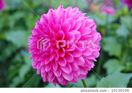 Button flower 19139199