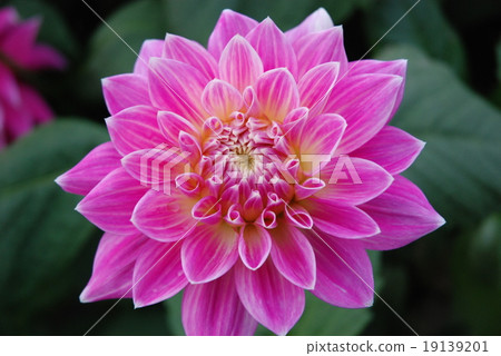 按鈕花 按鈕花 19139201