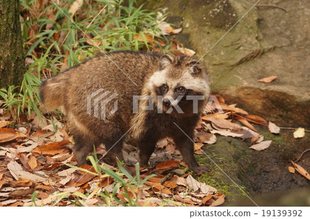 Hondutanuki 34 Hondutanuki 34 19139392