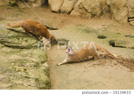 Yellow Mongoose on the sand 19139633