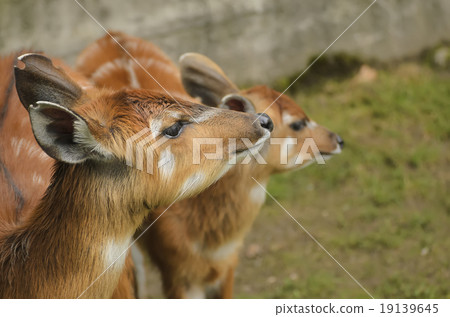 Antelope sitatunga portrait 19139645